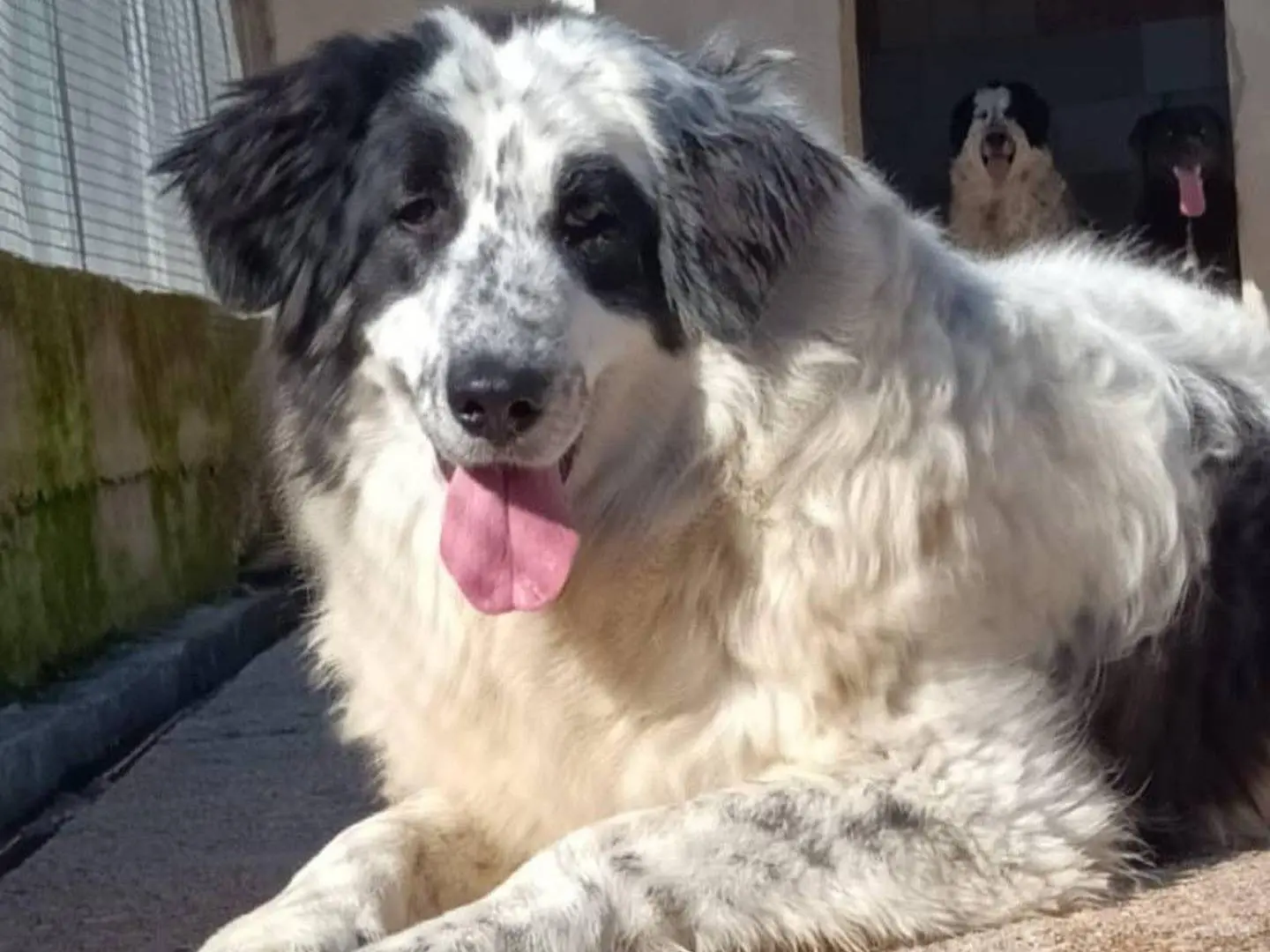 Adotta un cane, femmina, 3 anni e 3 mesi, Latina