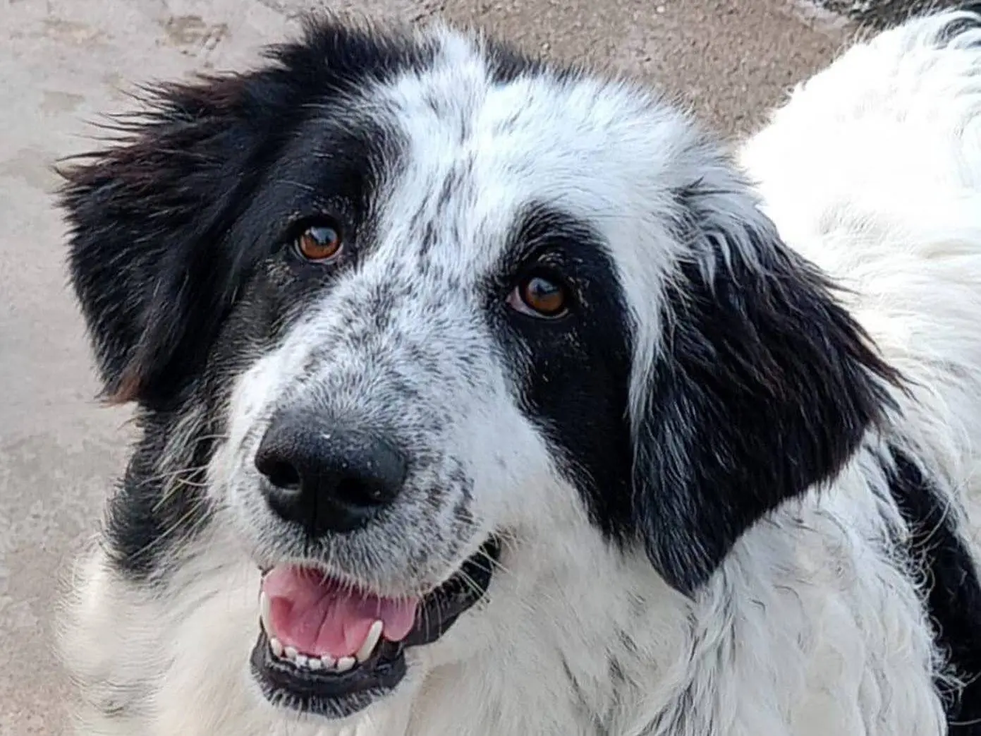 Adozione cane, femmina, Pastore maremmano Razza sconosciuta, 3 anni e 3 mesi, taglia grande, Latina