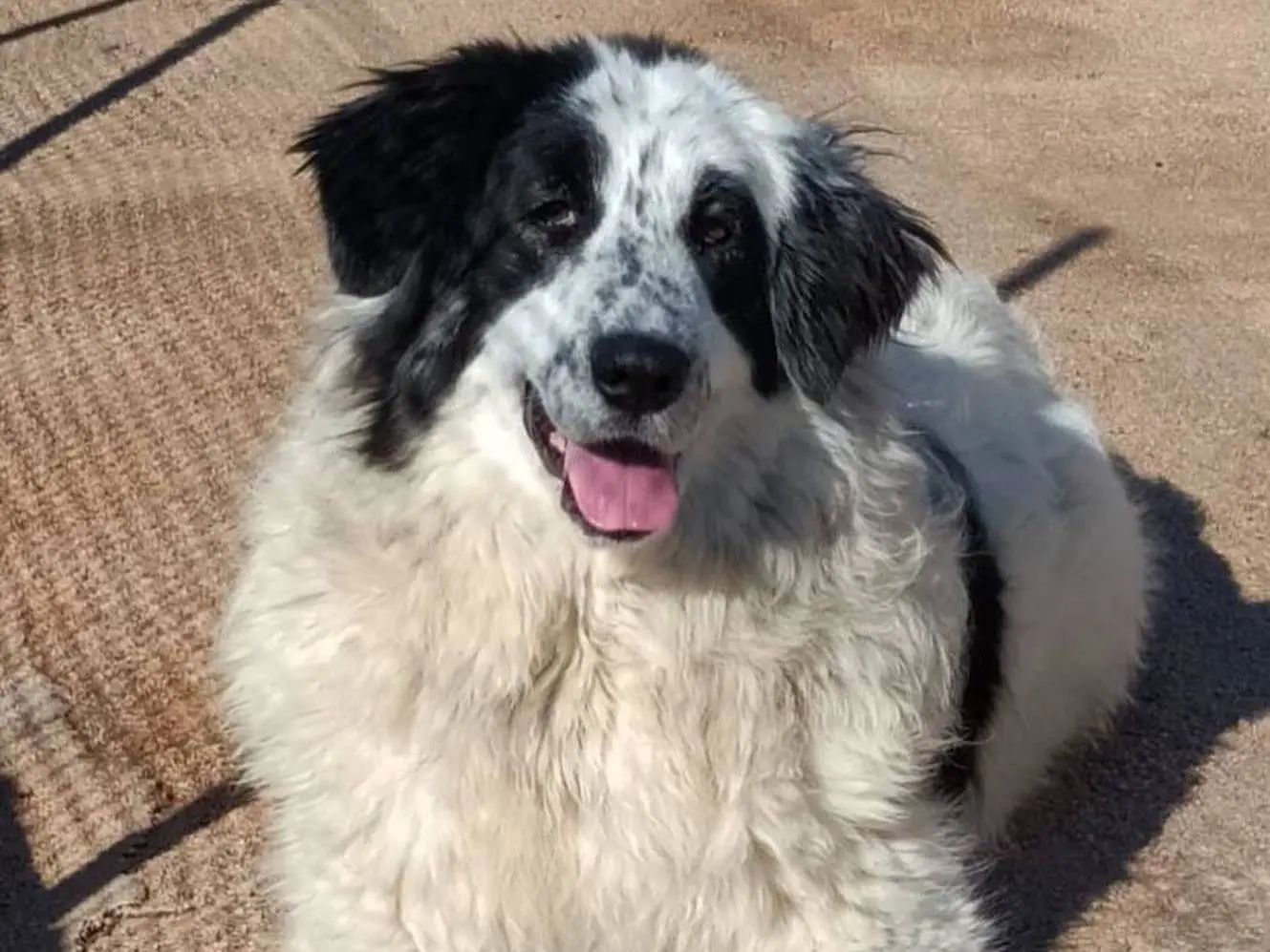 Vuoi adottare un cane a Latina?