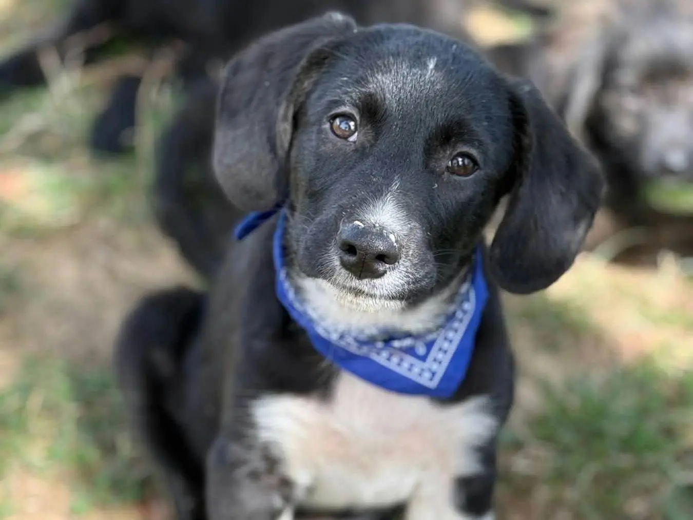 Adotta un cane, maschio, 4 mesi, Firenze