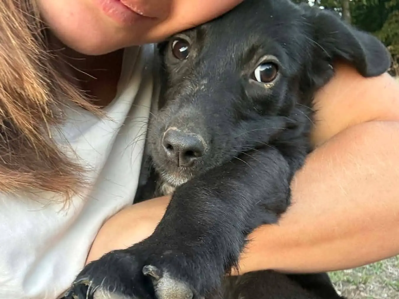 Adozione cane, maschio, Razza sconosciuta Razza sconosciuta, 4 mesi, taglia media contenuta, Firenze