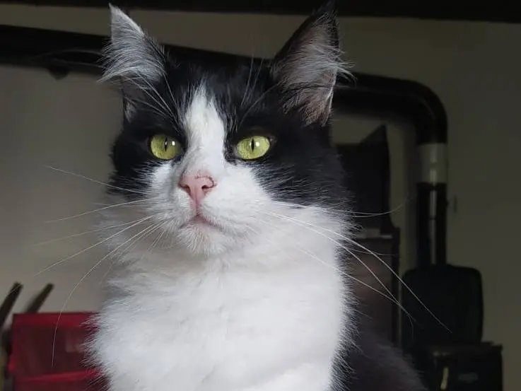 Adozione gatto, maschio, meticcio, 8 anni e 1 mese, taglia non valida, Torino