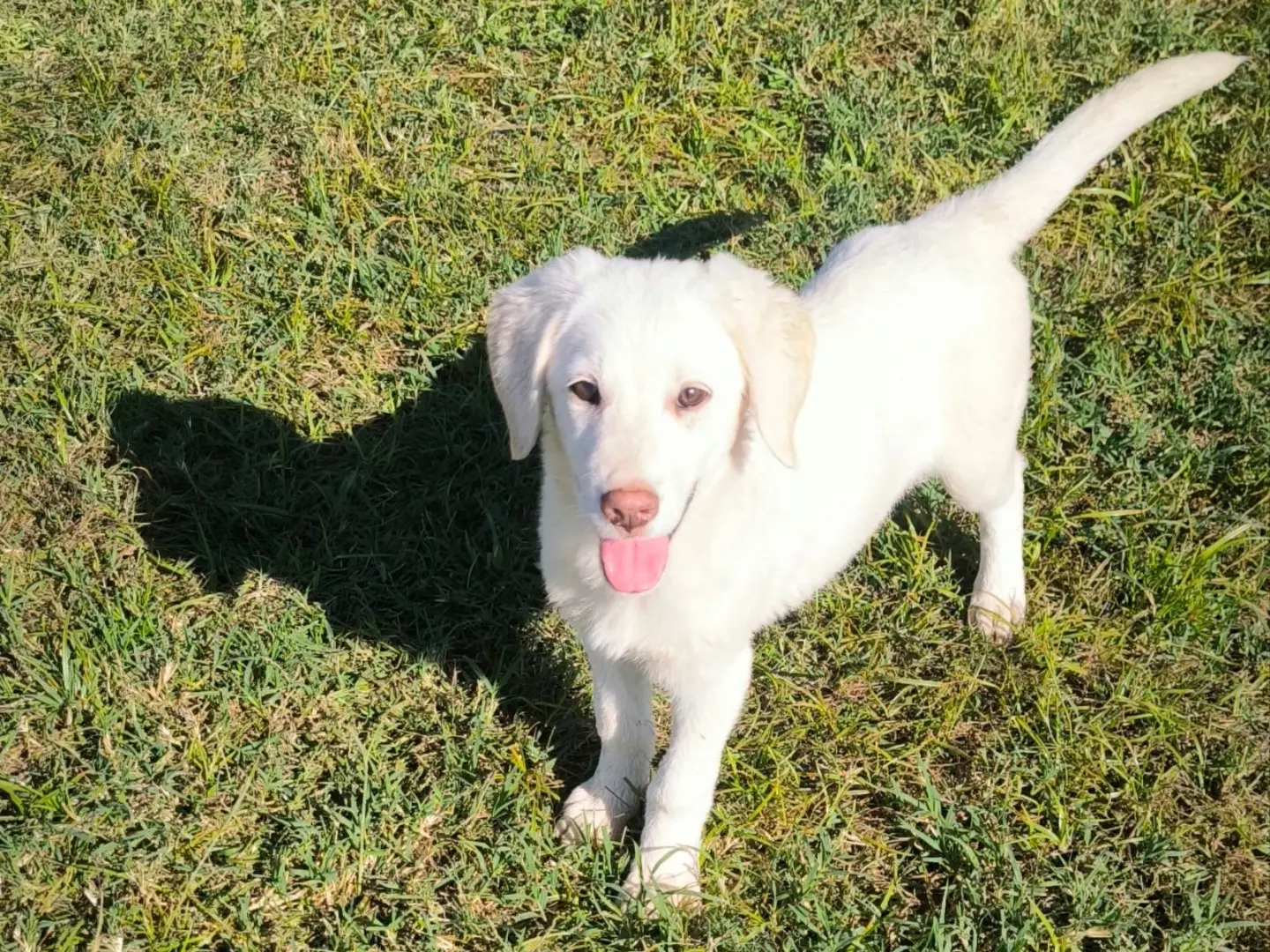 Adozione cane, femmina, Labrador Retriever Razza sconosciuta, 3 mesi, taglia grande, Cosenza