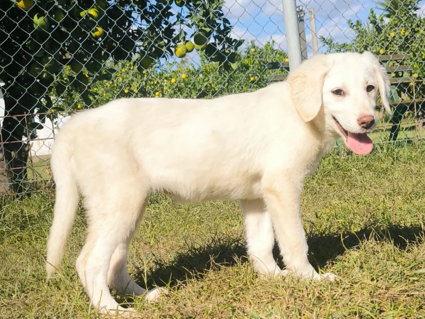Adotta un cane, femmina, 3 mesi, Cosenza
