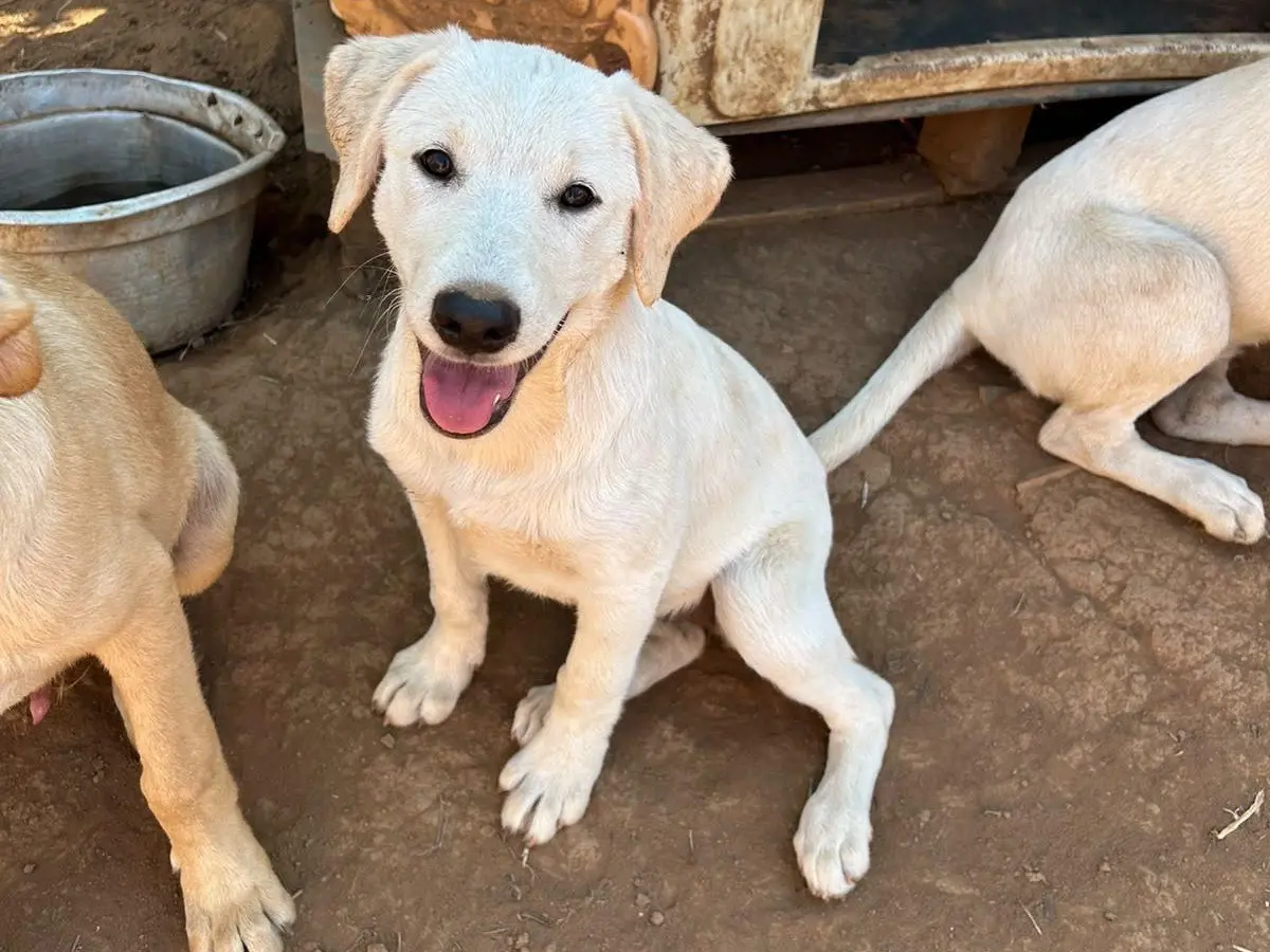 Adotta un cane, femmina, 5 mesi, Catanzaro