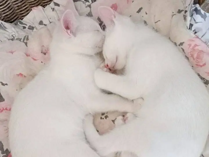 Adozione gatto, femmina, Razza sconosciuta Razza sconosciuta, 5 mesi, taglia non valida, Varese