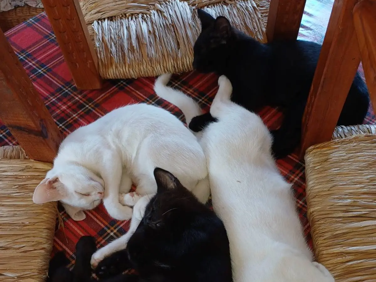 Adotta un gatto, femmina, 5 mesi, Varese