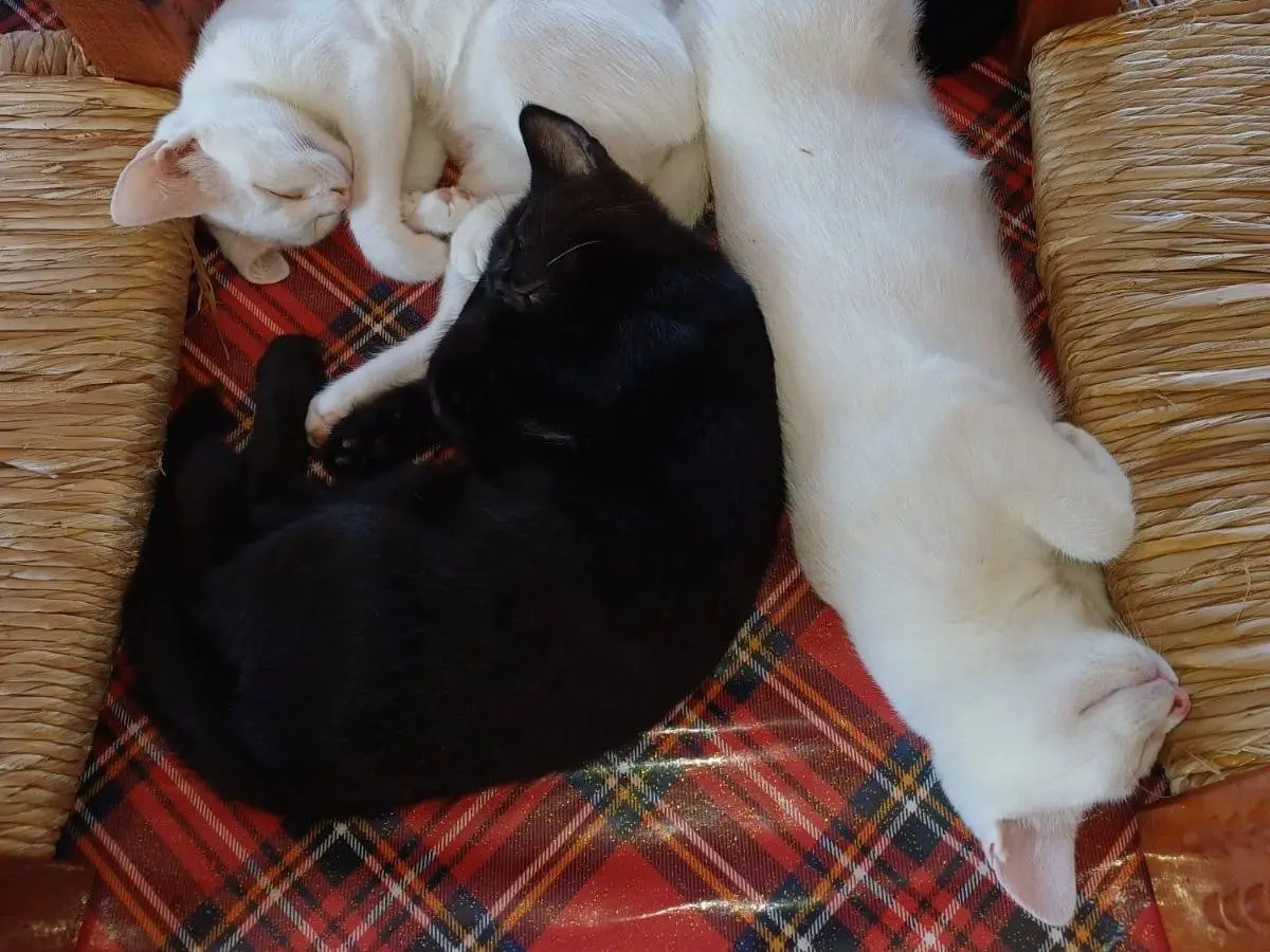 Adotta un gatto, taglia non valida, femmina, Varese
