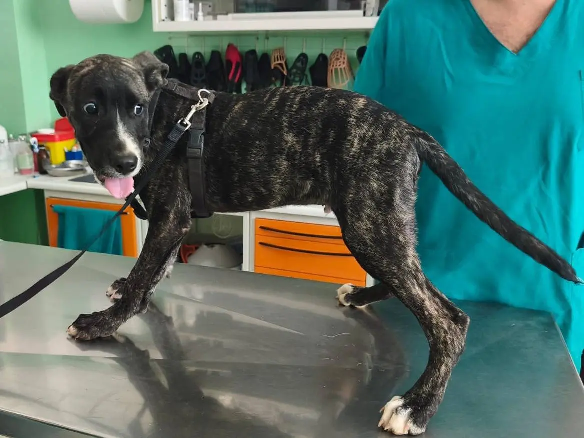 Adotta un cane, maschio, 5 mesi, Cosenza