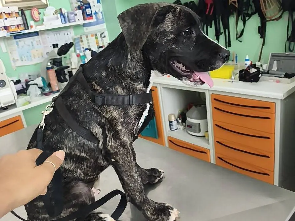 Adotta il cane Paco a Cosenza