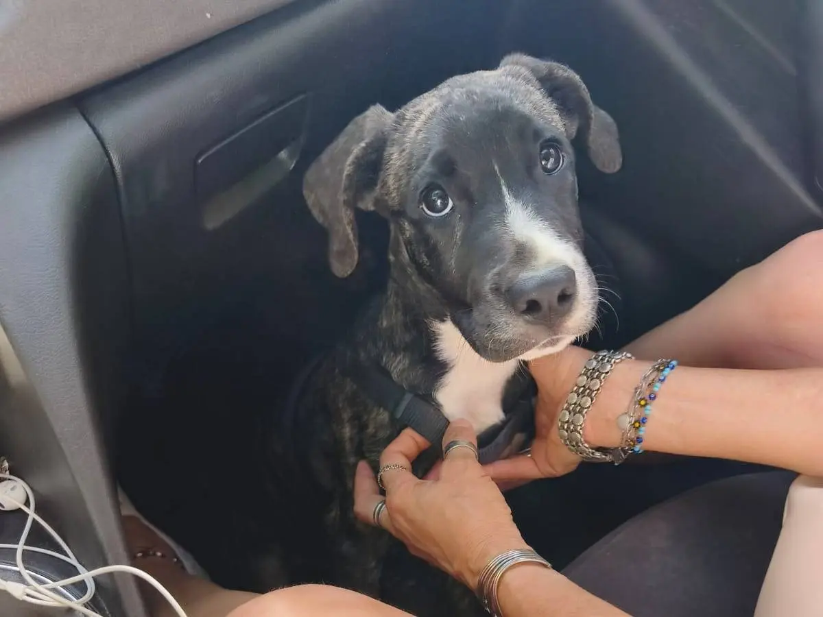 Vuoi adottare un cane a Cosenza?