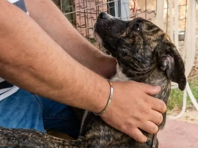 Adotta un cane, taglia grande, maschio, Cosenza