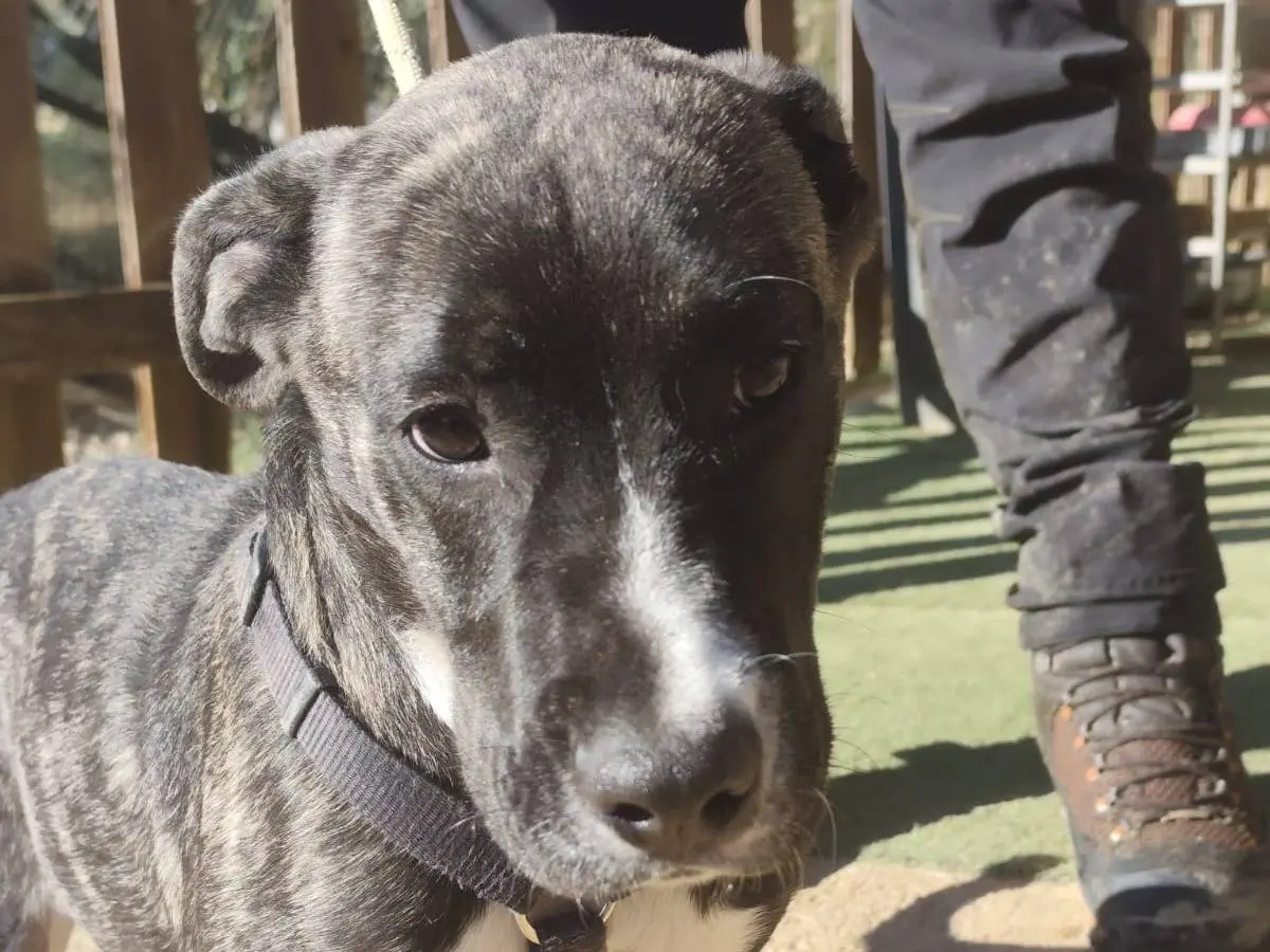 Adozione cane, maschio, Corso Razza sconosciuta, 5 mesi, taglia grande, Cosenza
