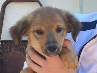 Adozione cane, maschio, Pinscher Razza sconosciuta, 3 mesi, taglia piccola, Padova