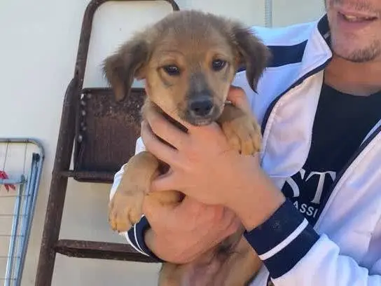 Adotta un cane, maschio, 3 mesi, Padova