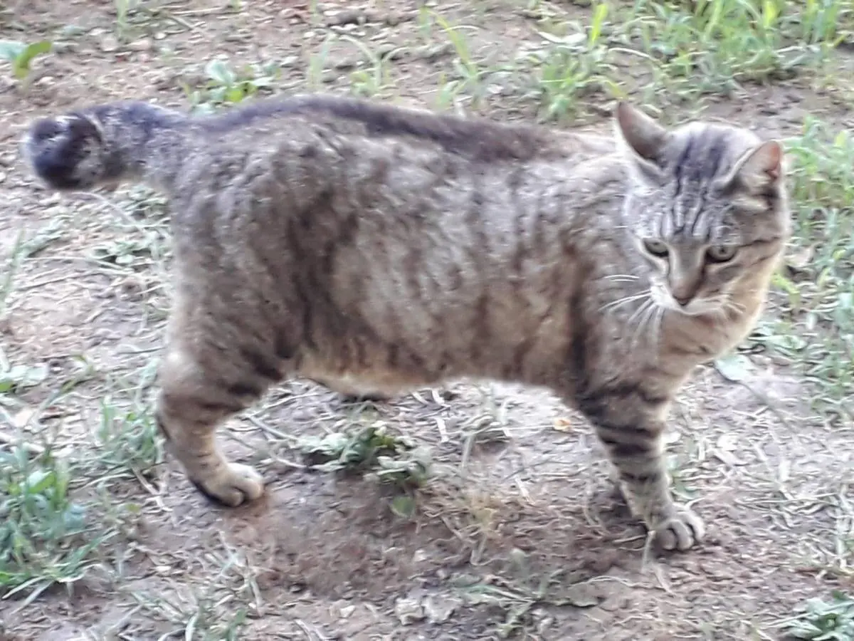 Foto 1 dell'animale