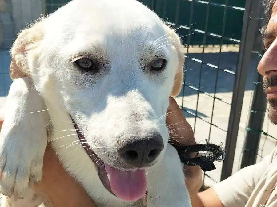 Adozione cane, femmina, Labrador Retriever Razza sconosciuta, 1 anno e 8 mesi, taglia media, Crotone