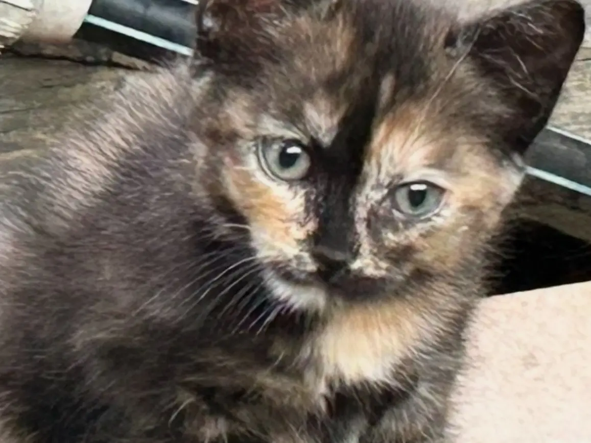 Adozione gatto, femmina, Razza sconosciuta Razza sconosciuta, 5 mesi, taglia non valida, Roma