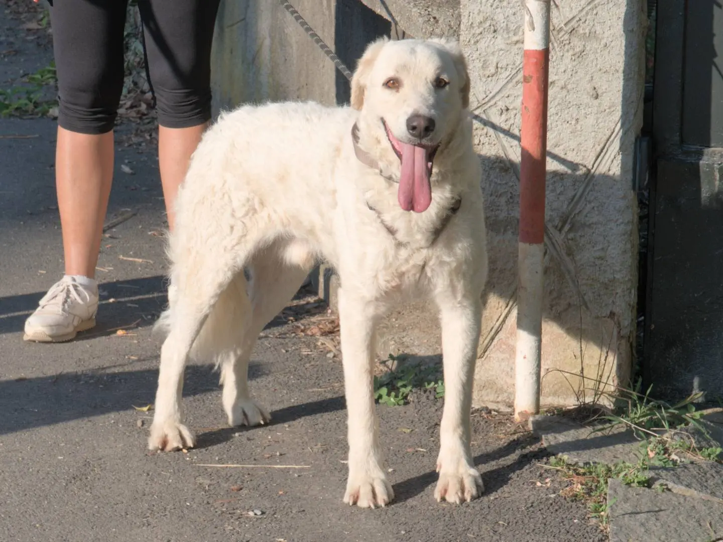 Adozione cane, maschio, Razza sconosciuta Razza sconosciuta, 4 anni e 7 mesi, taglia media, Torino
