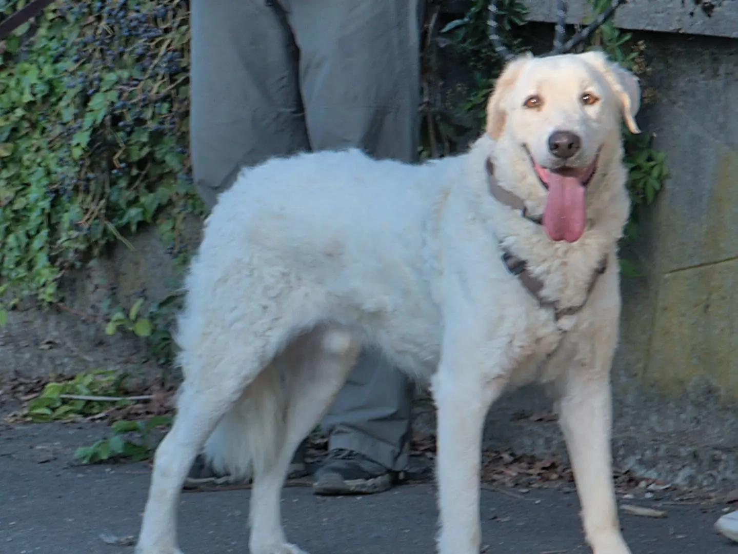 Adotta un cane, taglia media, maschio, Torino