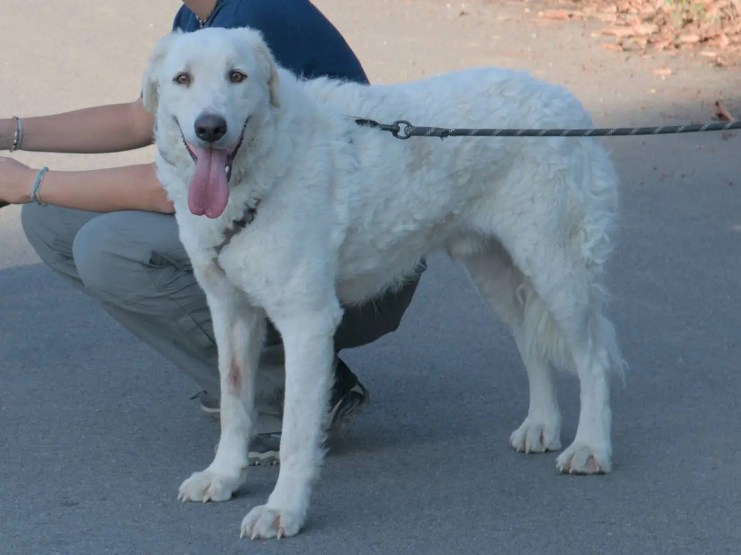 Adotta un cane, maschio, 4 anni e 7 mesi, Torino