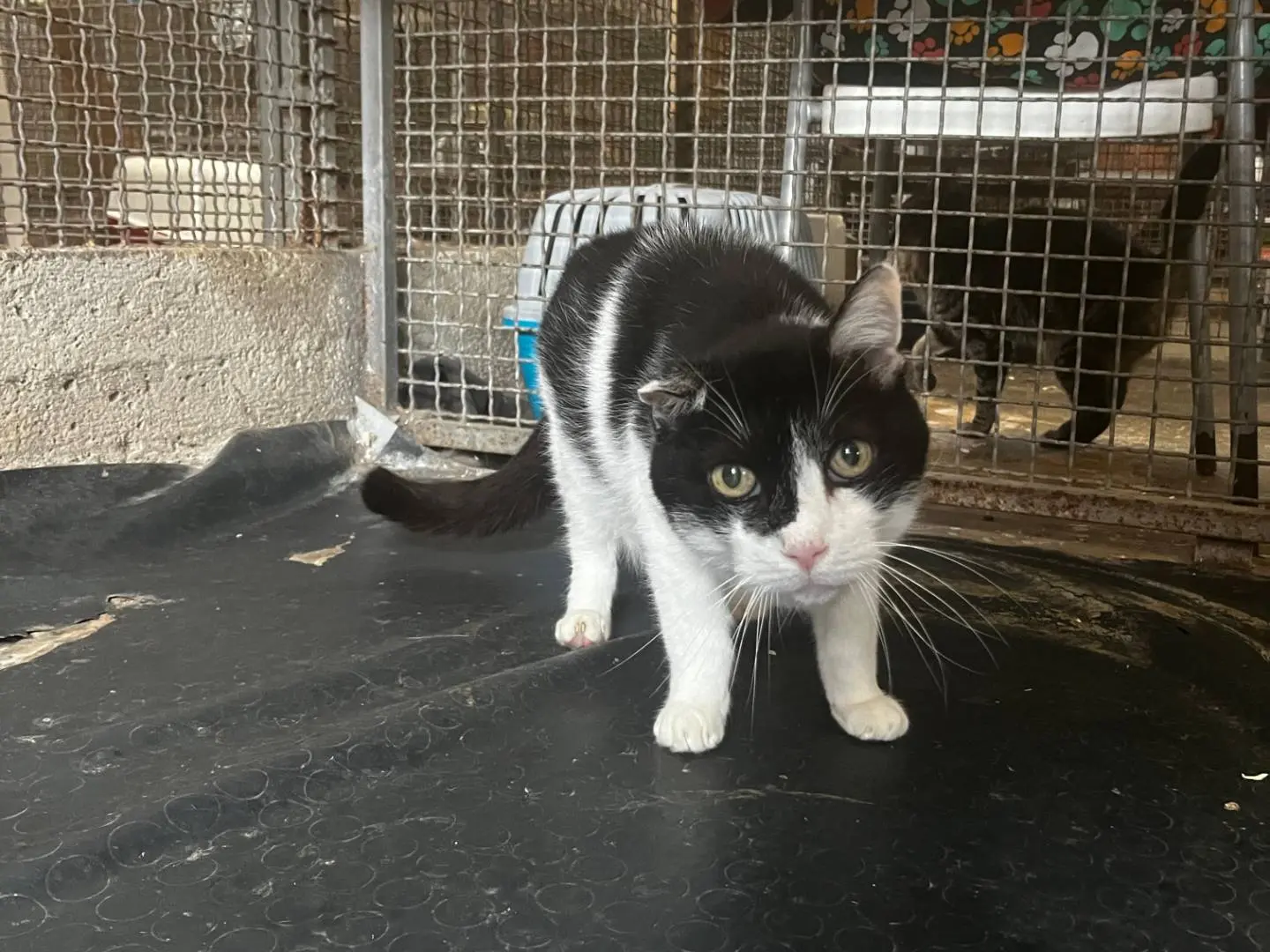 Adotta il gatto Ringo a Roma