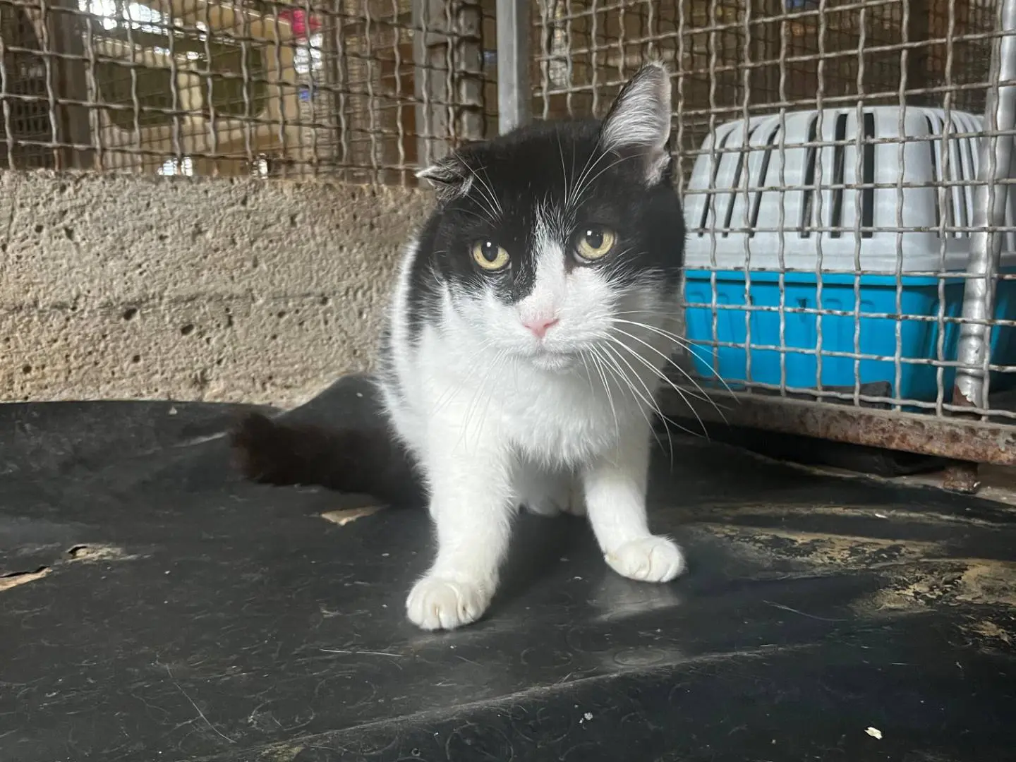 Vuoi adottare un gatto a Roma?