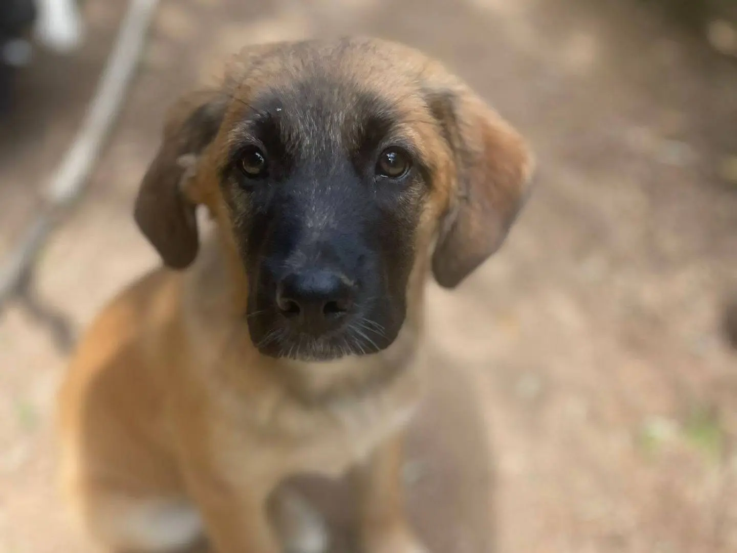 Adotta un cane, femmina, 5 mesi, Frosinone