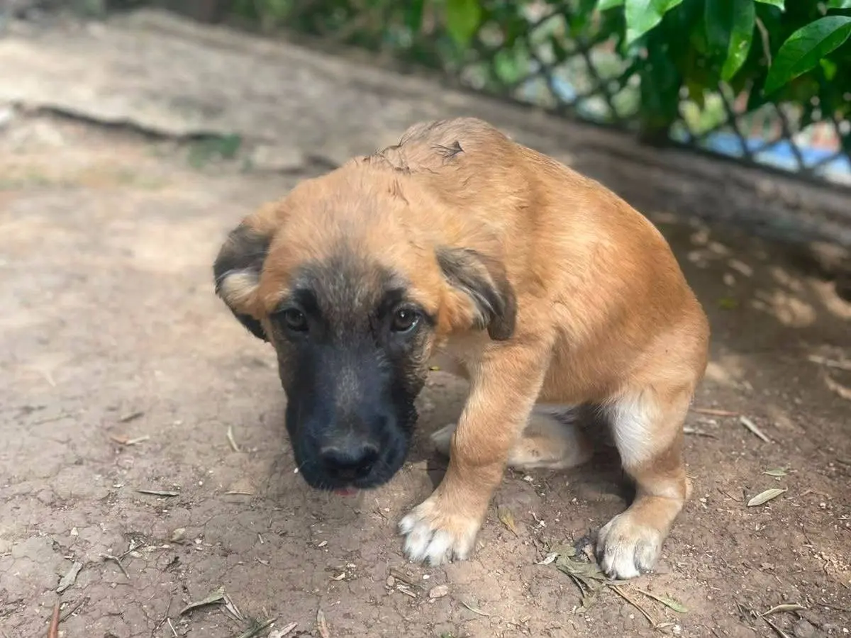 Adozione cane, femmina, Razza sconosciuta Razza sconosciuta, 5 mesi, taglia media, Frosinone