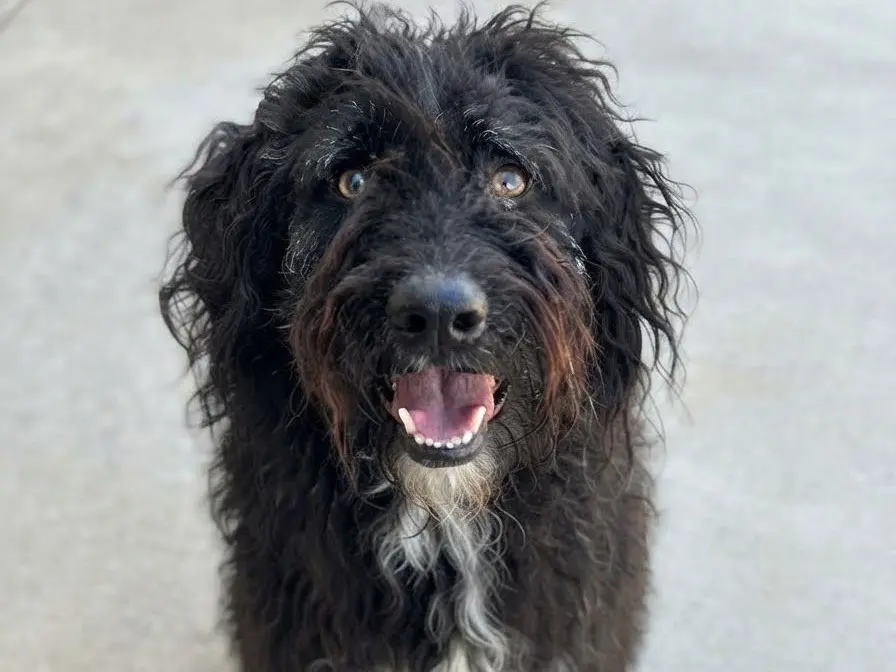 Vuoi adottare un cane a Sud?