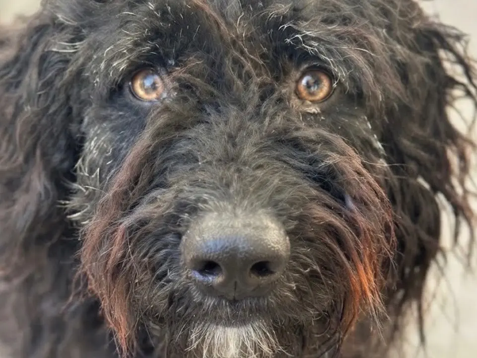 Adotta un cane, maschio, 2 anni e 5 mesi, Sud