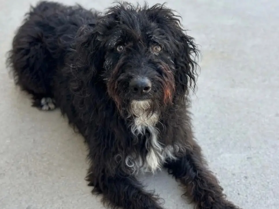 Adotta un cane, taglia media, maschio, Sud
