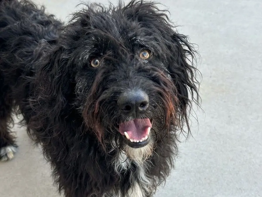 Adozione cane, maschio, Razza sconosciuta Razza sconosciuta, 2 anni e 5 mesi, taglia media, Sud