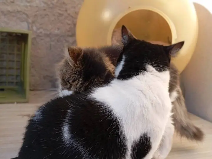 Adotta un gatto, femmina, 2 anni e 10 mesi, Latina