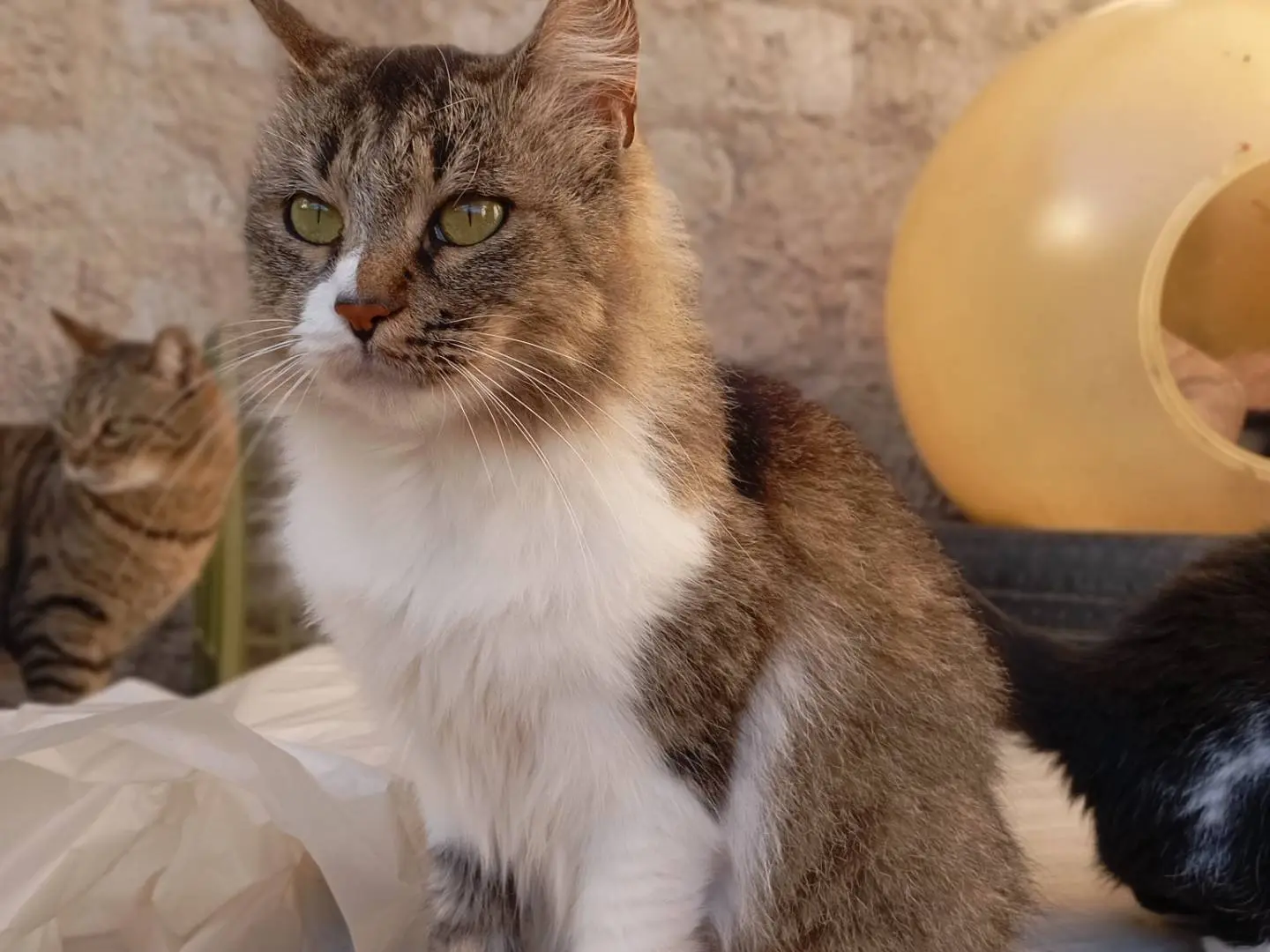 Adozione gatto, femmina, Razza sconosciuta Razza sconosciuta, 2 anni e 10 mesi, taglia non valida, Latina