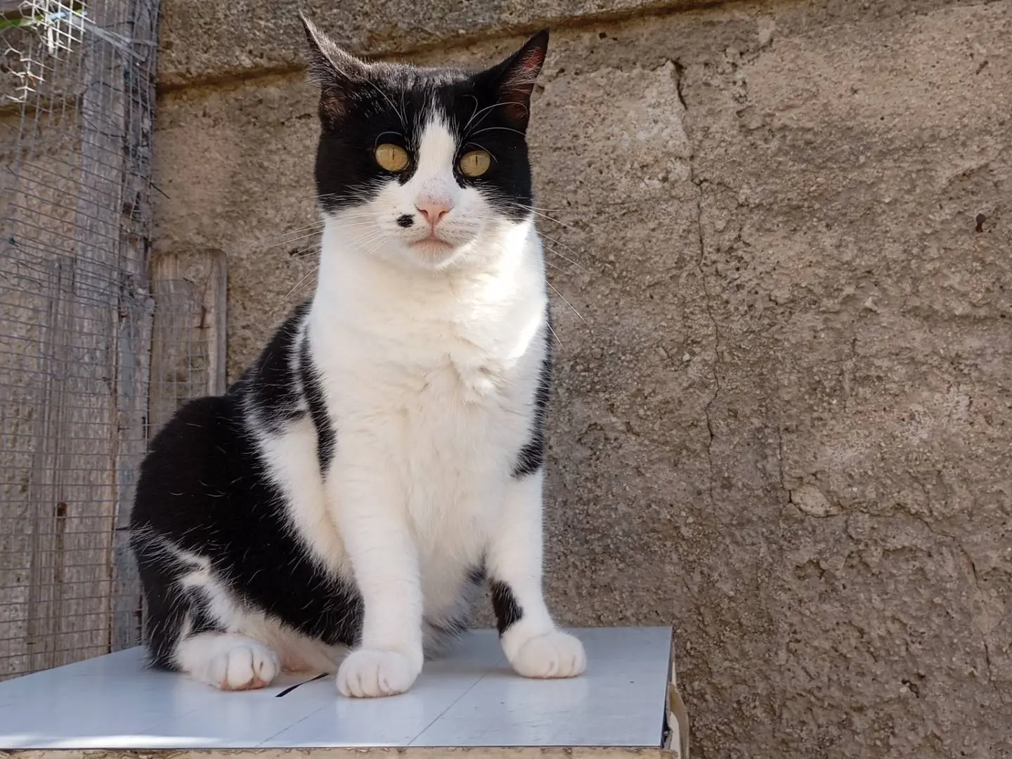 Vuoi adottare un gatto a Latina?