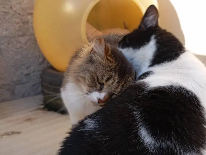Adotta un gatto, taglia non valida, femmina, Latina