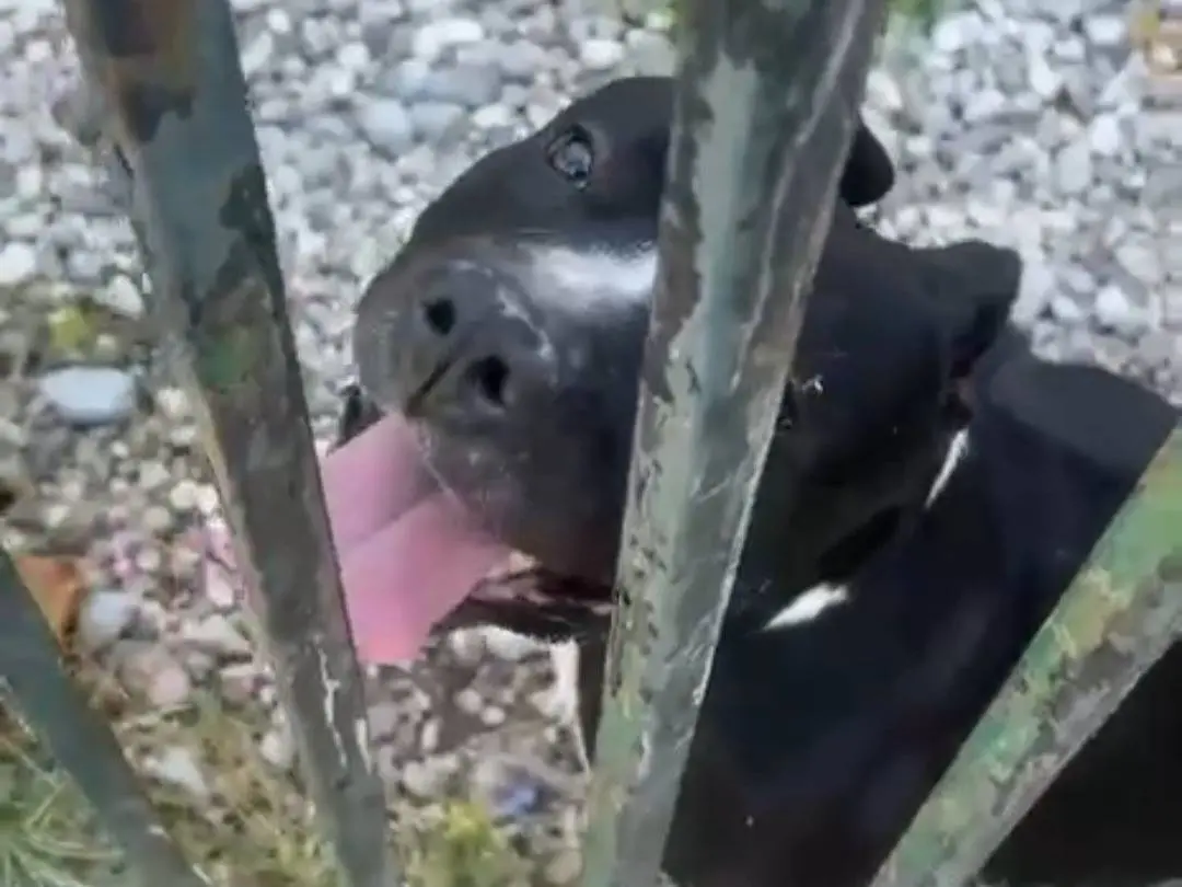 Vuoi adottare un cane a Mantova?