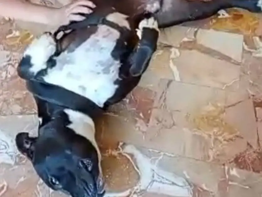 Adotta un cane, taglia grande, maschio, Mantova