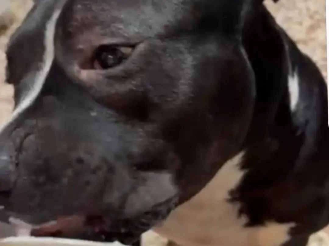 Adotta un cane, maschio, 3 anni e 4 mesi, Mantova