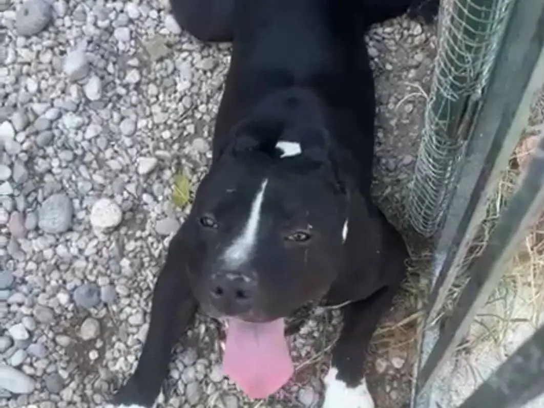 Adozione cane, maschio, Amstaff Razza sconosciuta, 3 anni e 4 mesi, taglia grande, Mantova