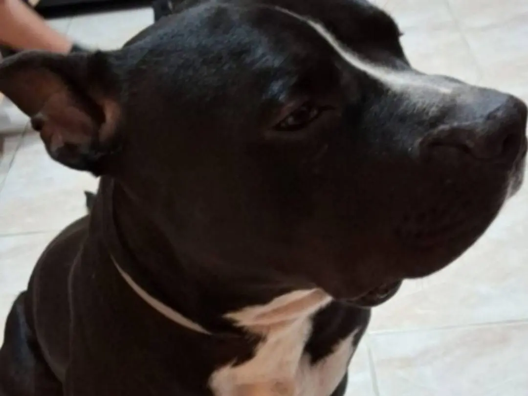 Adotta il cane Aron a Mantova