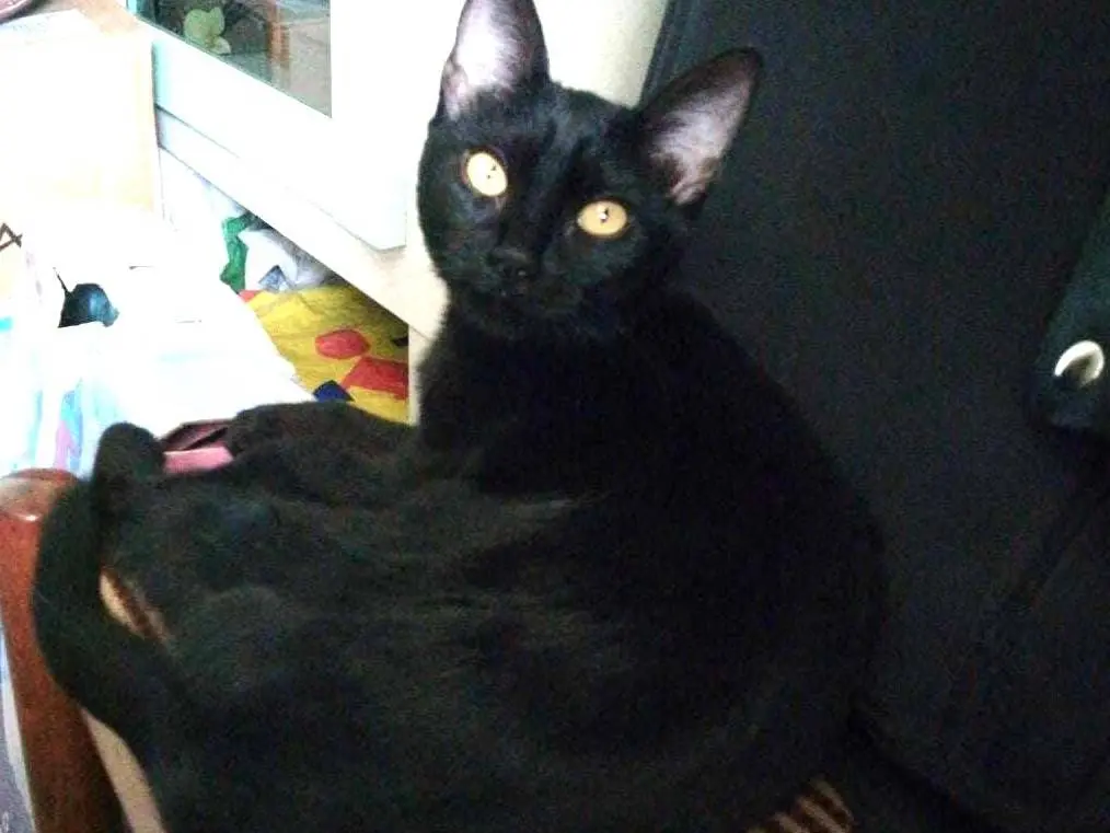 Adotta un gatto, taglia non valida, femmina, Catania