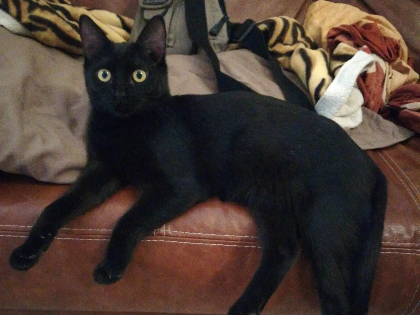 Adotta un gatto, femmina, 3 anni e 6 mesi, Catania