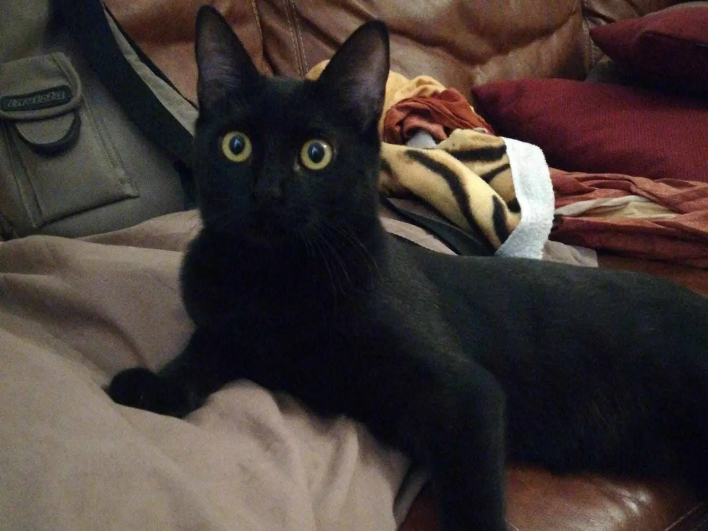 Adozione gatto, femmina, meticcio, 3 anni e 6 mesi, taglia non valida, Catania