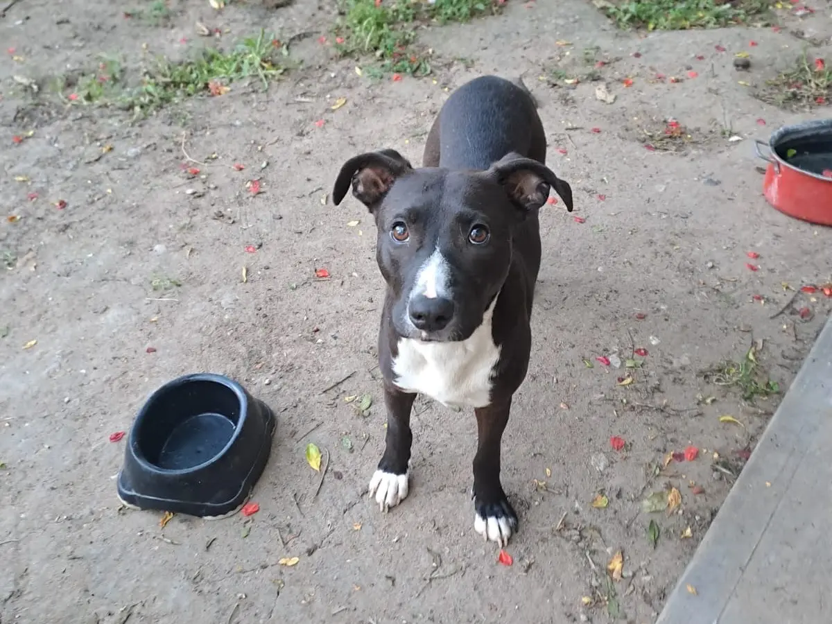 Adozione cane, femmina, American Staffordshire Terrier Amstaff, 3 anni e 6 mesi, taglia media, Sud