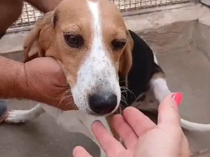 Adozione cane, maschio, Beagle  Razza sconosciuta, 1 anno e 2 mesi, taglia media contenuta, Firenze
