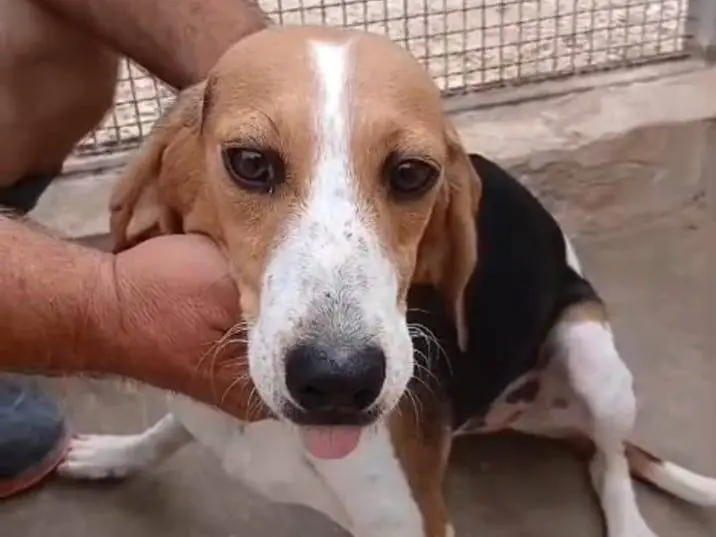 Adotta un cane, maschio, 1 anno e 2 mesi, Firenze