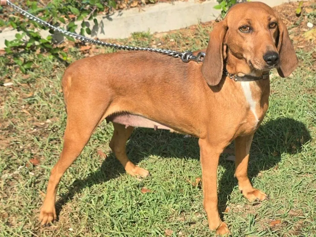 Adozione cane, femmina, Segugio Razza sconosciuta, 3 anni e 3 mesi, taglia media contenuta, Teramo