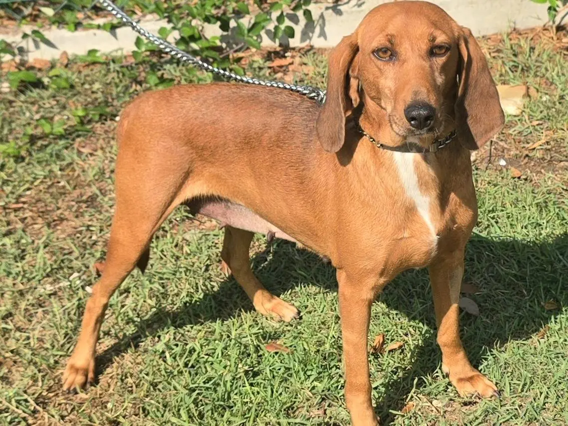 Adotta il cane Eugenia a Teramo
